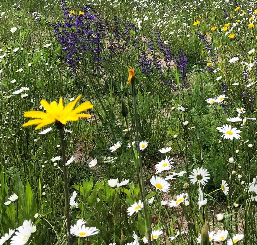 Tadday Garten: Dies & Das